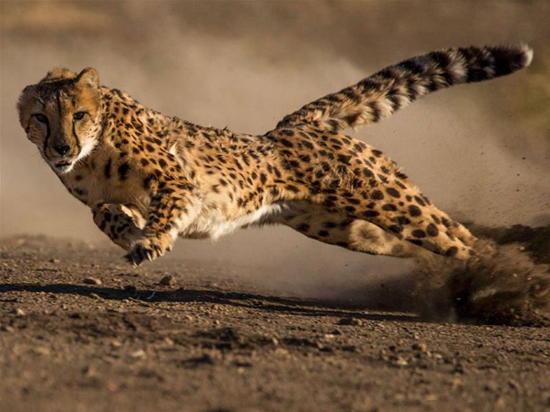 Did you know that a Cheetah has the sprint of a sports car?