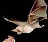 Scientists Unlock Secret of Rabies Transmission in Bats