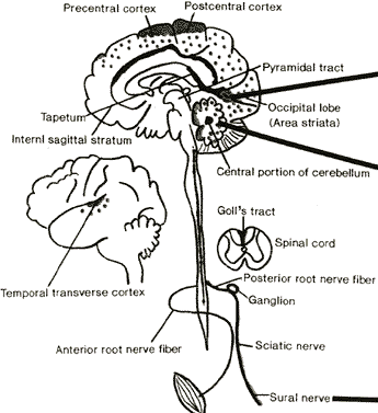 brain10.GIF (14119 bytes)