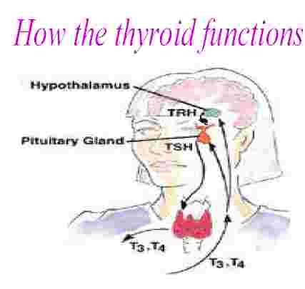 thyro1.jpg (7819 bytes)