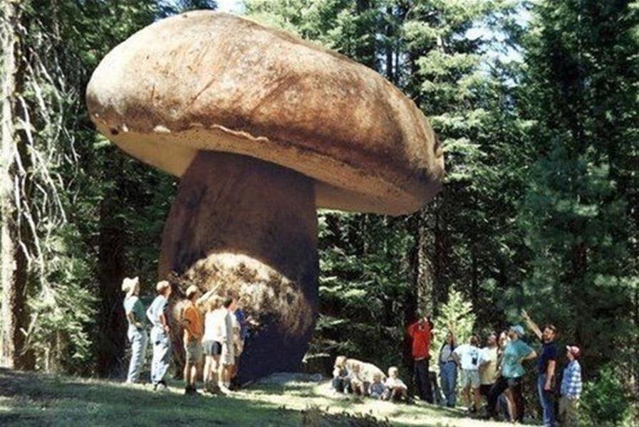 Sciplanet Oregon S Giant The Largest Organism On Earth